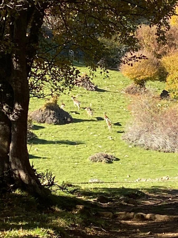 La Casetta Nel Bosco Per Turisti Castelbuono  Bagian luar foto