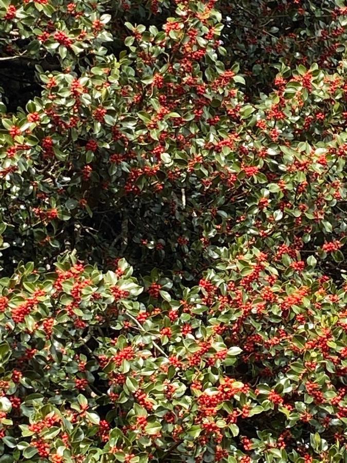 La Casetta Nel Bosco Per Turisti Castelbuono  Bagian luar foto